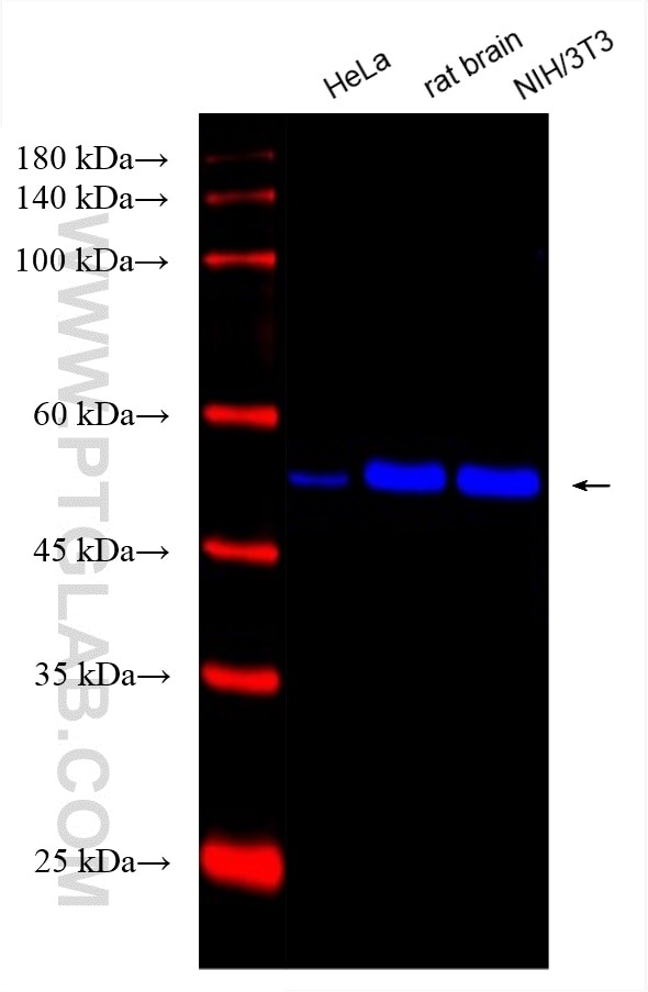 Western Blot (WB) analysis of various lysates using CoraLite® Plus 750-conjugated Alpha Tubulin Monocl (CL750-66031)