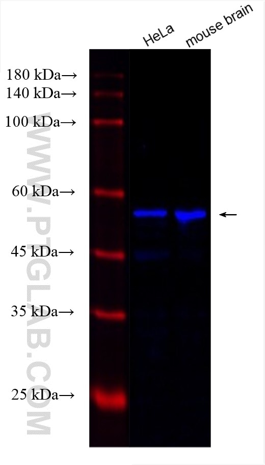 Western Blot (WB) analysis of various lysates using CoraLite® Plus 750-conjugated Alpha Tubulin Recomb (CL750-80762)