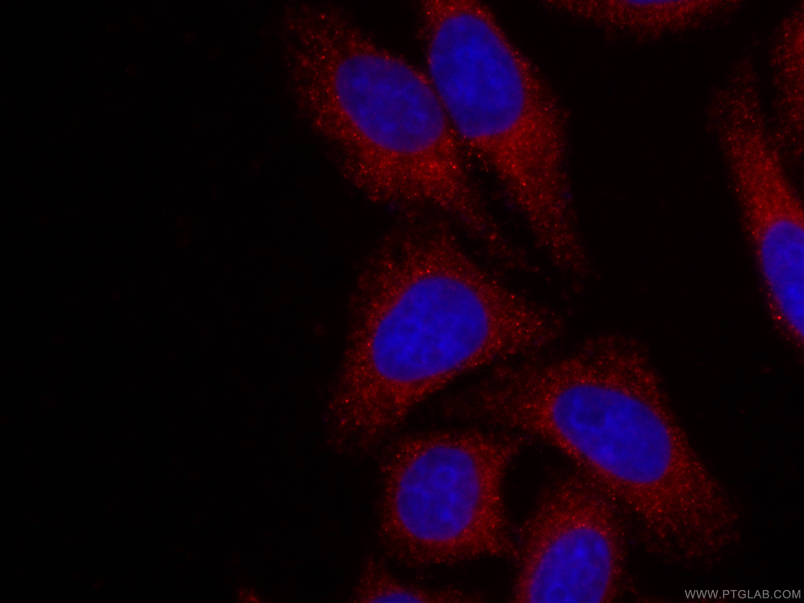 Immunofluorescence (IF) / fluorescent staining of HepG2 cells using CoraLite®594-conjugated Alpha Galactosidase A Mono (CL594-66121)