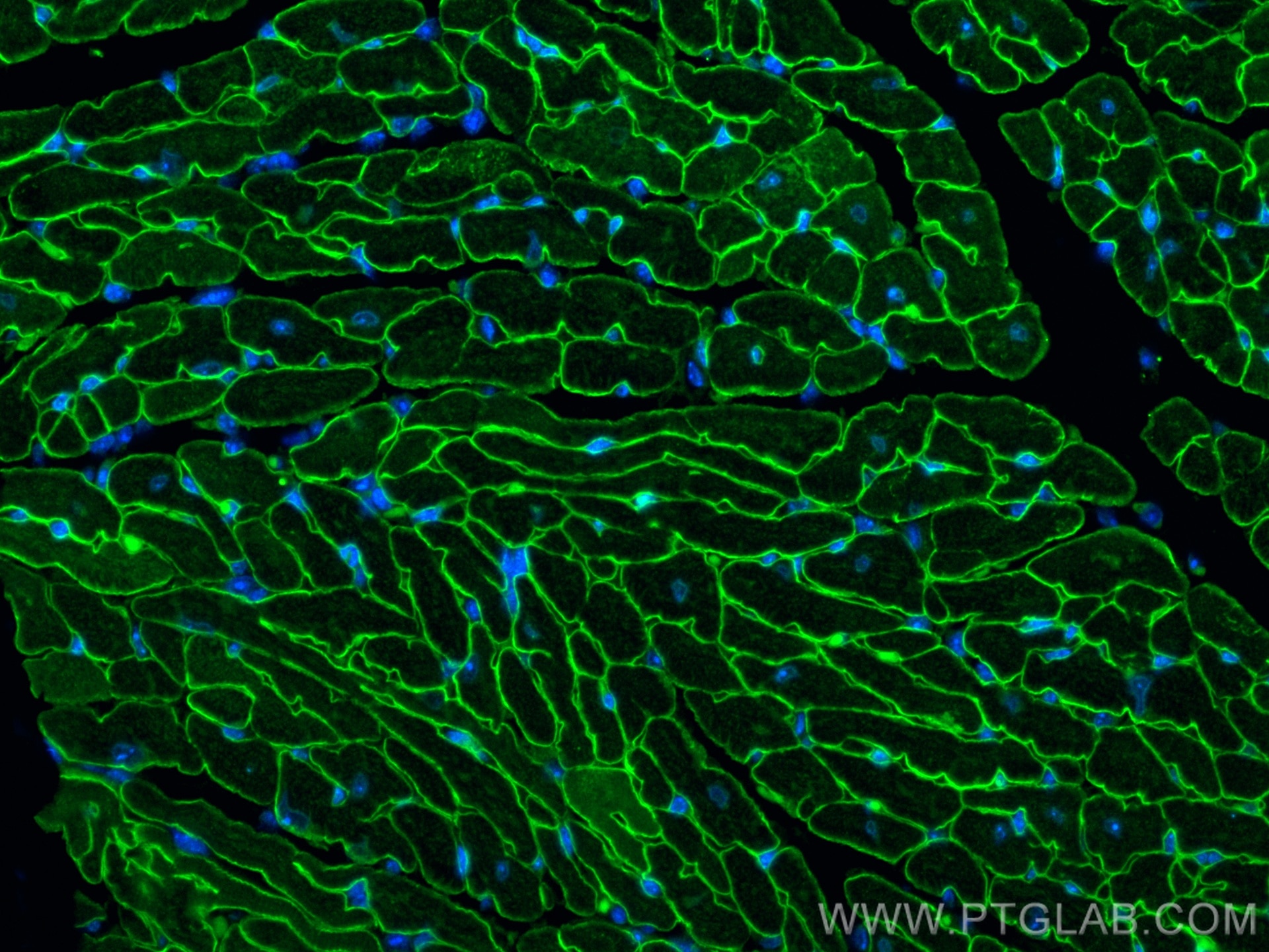 Immunofluorescence (IF) / fluorescent staining of mouse heart tissue using Alpha Sarcoglycan Monoclonal antibody (67078-1-Ig)