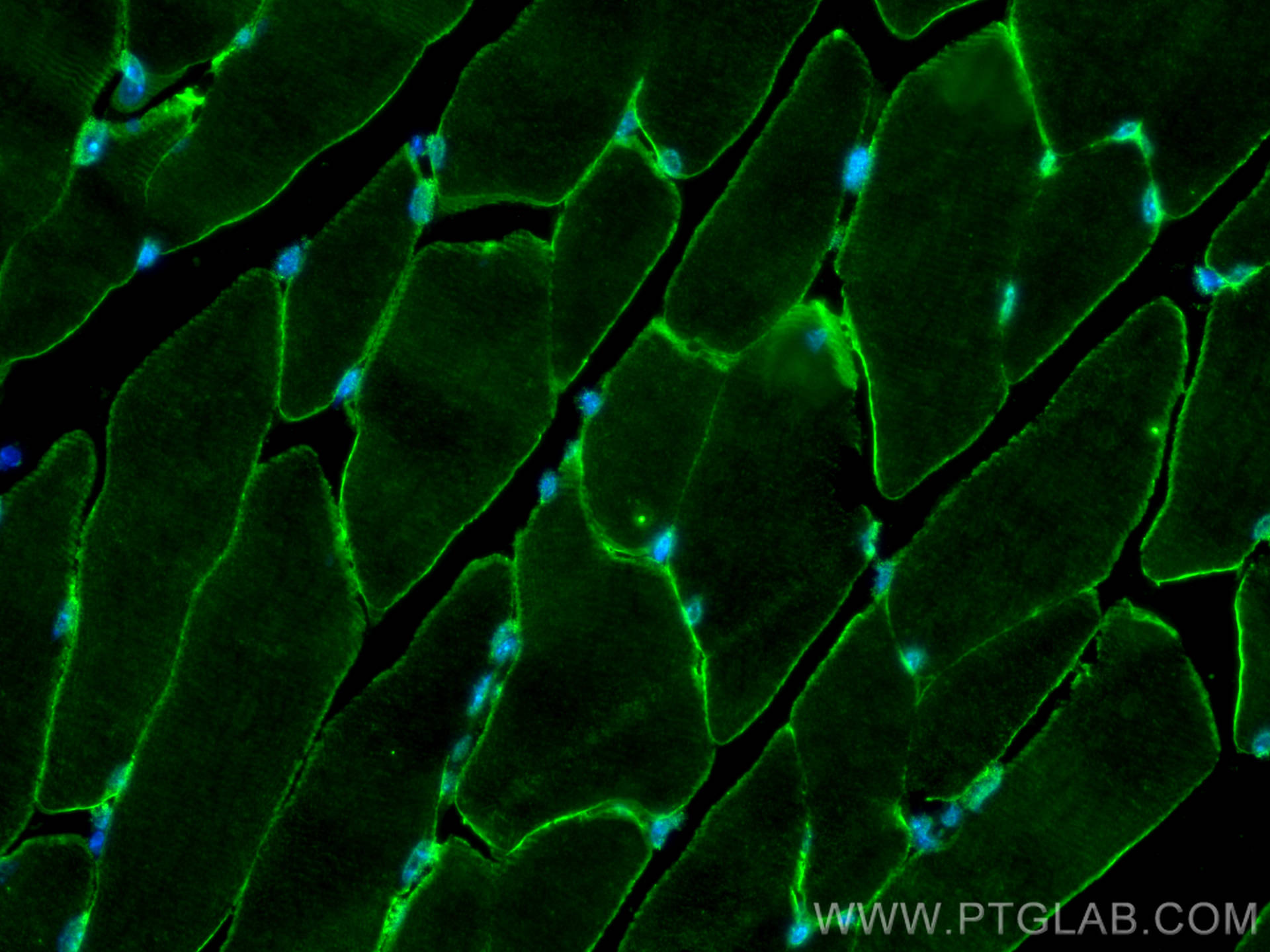 Immunofluorescence (IF) / fluorescent staining of mouse skeletal muscle tissue using Alpha Sarcoglycan Monoclonal antibody (67078-1-Ig)