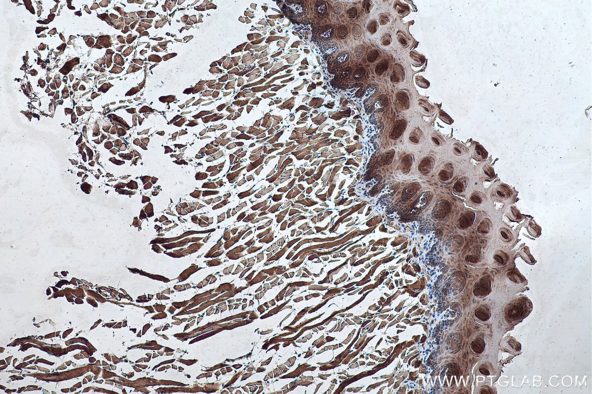 Immunohistochemistry (IHC) staining of mouse tongue tissue using Alpha Sarcoglycan Monoclonal antibody (67078-1-Ig)