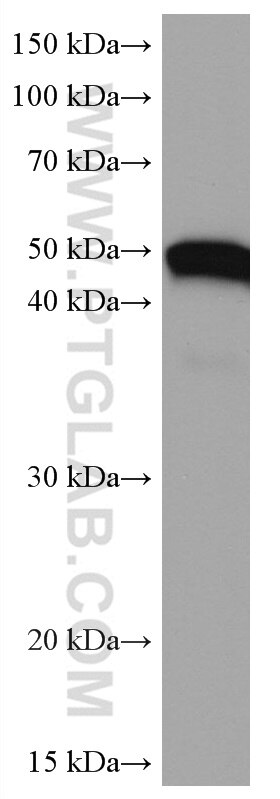 Western Blot (WB) analysis of human heart tissue using Alpha Sarcoglycan Monoclonal antibody (67078-1-Ig)