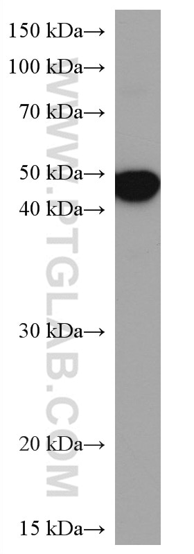 Western Blot (WB) analysis of human skeletal muscle tissue using Alpha Sarcoglycan Monoclonal antibody (67078-1-Ig)