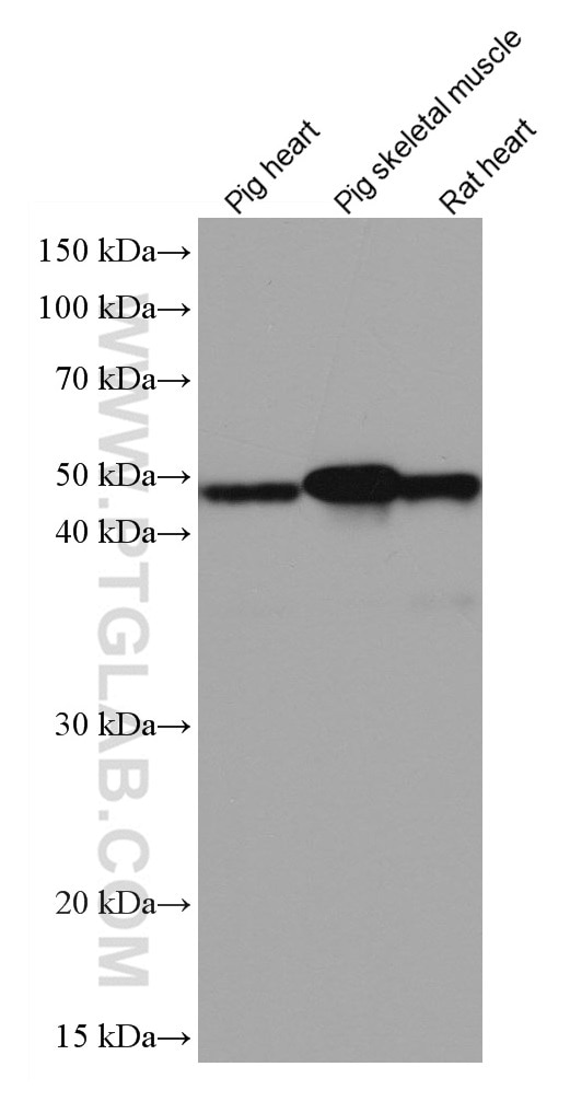 Western Blot (WB) analysis of various lysates using Alpha Sarcoglycan Monoclonal antibody (67078-1-Ig)