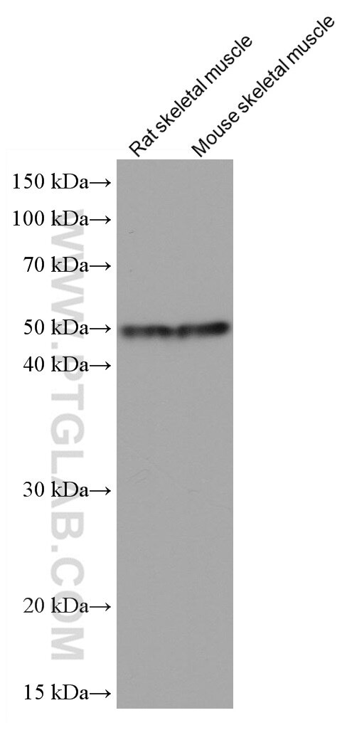 Western Blot (WB) analysis of various lysates using Alpha Sarcoglycan Monoclonal antibody (67078-1-Ig)