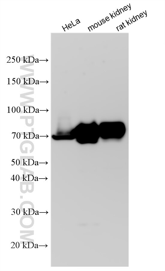 WB analysis using 33076-1-AP Western Blot (WB) analysis of various lysates using Alpl Polyclonal antibody (33076-1-AP)