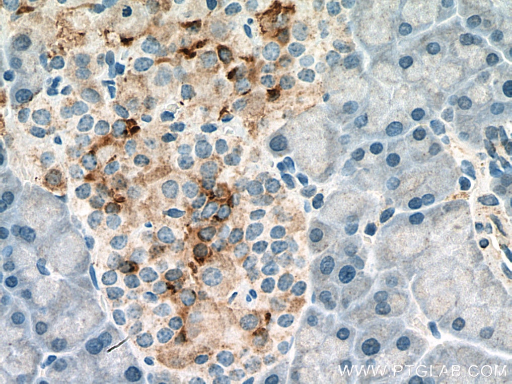 Immunohistochemistry (IHC) staining of rat pancreas tissue using Amylin Polyclonal antibody (22305-1-AP)