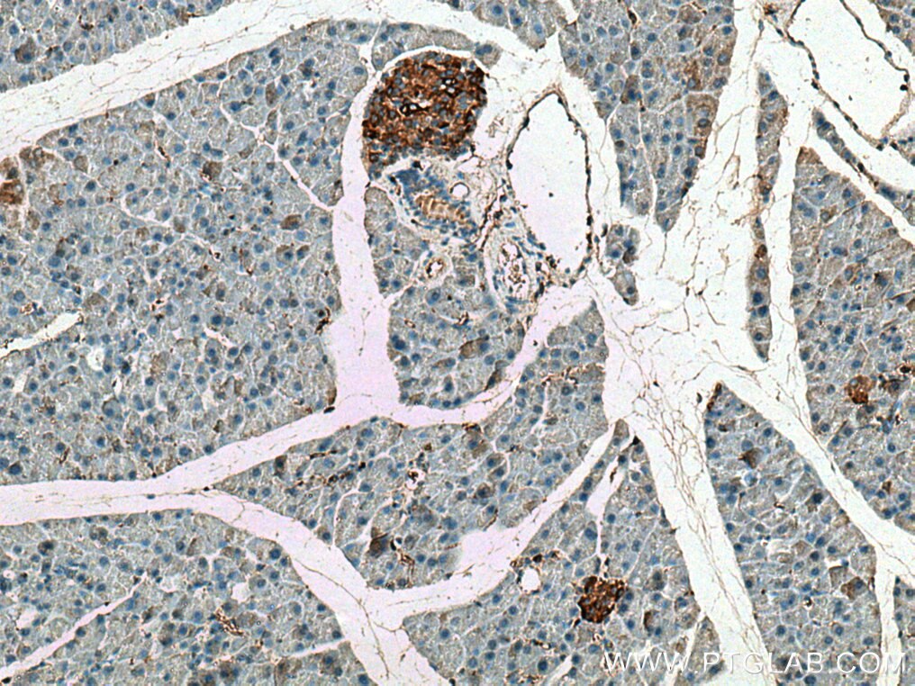 Immunohistochemistry (IHC) staining of mouse pancreas tissue using Amylin Polyclonal antibody (22305-1-AP)