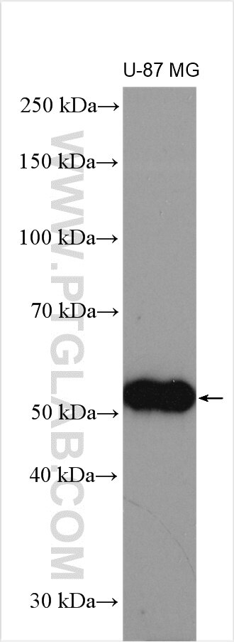 Western Blot (WB) analysis of U-87 MG cells using Angiopoietin 1 Polyclonal antibody (27093-1-AP)