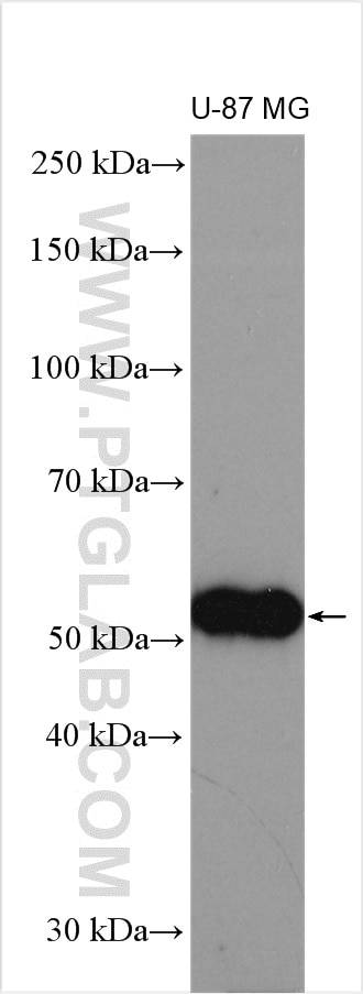 Angiopoietin 1