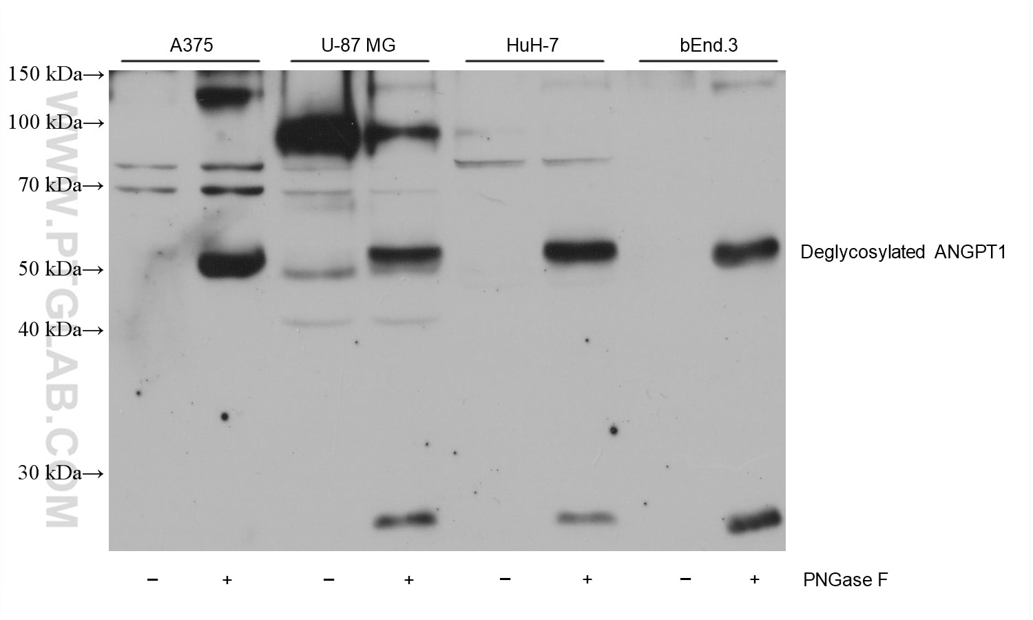 Western Blot (WB) analysis of various lysates using Angiopoietin 1 Monoclonal antibody (68618-1-Ig)