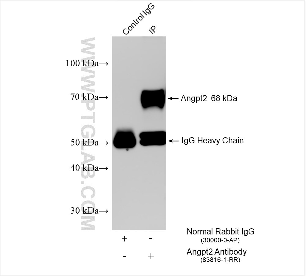 Immunoprecipitation (IP) experiment of mouse lung tissue using Angiopoietin-2 Recombinant antibody (83816-1-RR)