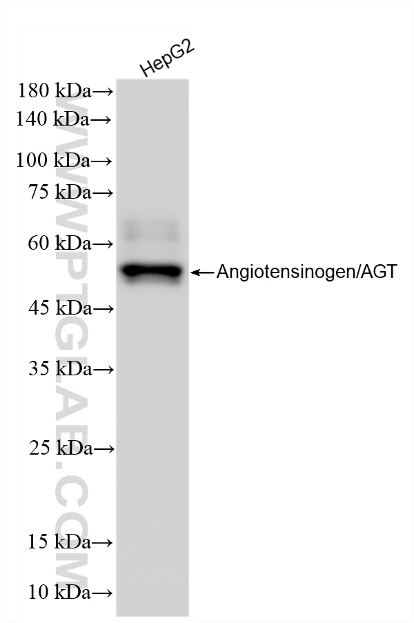 HepG2 cells were subjected to SDS PAGE followed by western blot with 86729-1-RR (Angiotensinogen/AGT antibody) at dilution of 1:10000 incubated at room temperature for 1.5 hours. This data was developed using the same antibody clone with 86729-1-PBS in a different storage buffer formulation. Western Blot (WB) analysis of HepG2 cells using Angiotensinogen/AGT Recombinant monoclonal antibod (86729-1-RR)