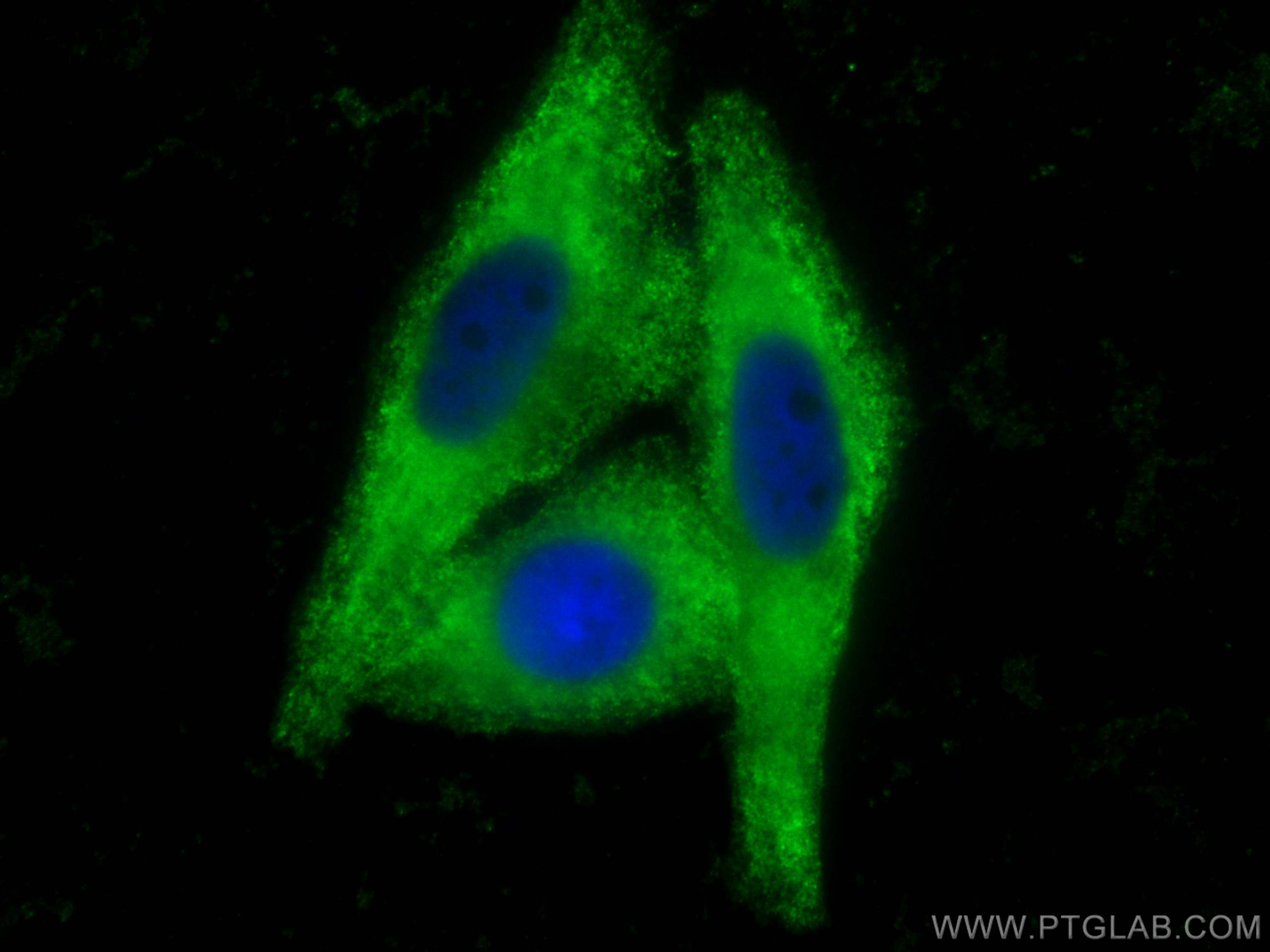 Immunofluorescence (IF) / fluorescent staining of HepG2 cells using CoraLite® Plus 488-conjugated Angiotensinogen Poly (CL488-23972)