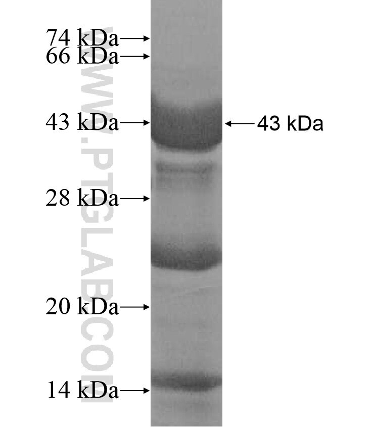 Angptl3 fusion protein Ag17335 SDS-PAGE