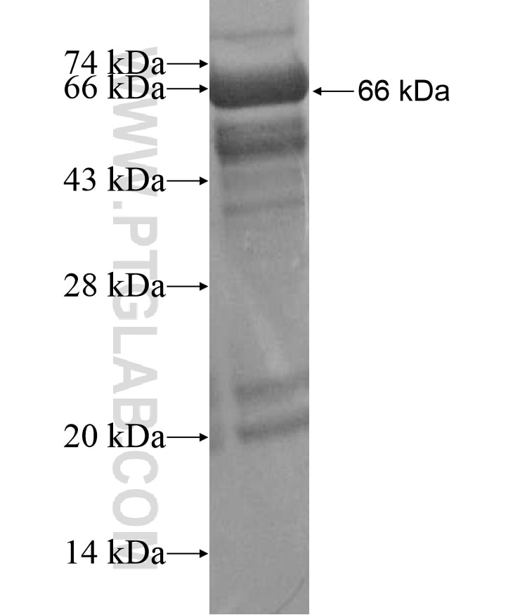 Angptl3 fusion protein Ag17368 SDS-PAGE