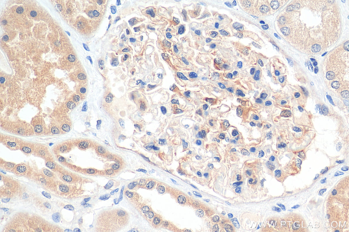 IHC staining of human kidney using 51109-1-AP