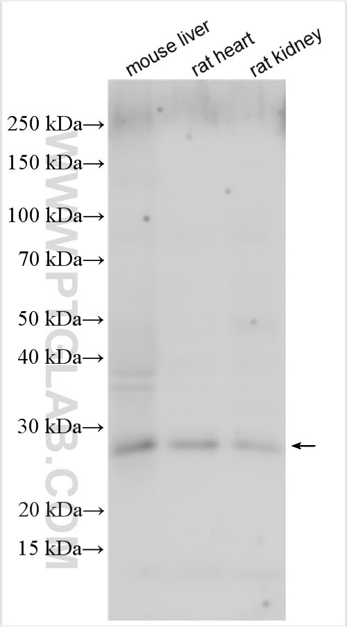 Western Blot (WB) analysis of various lysates using Angptl4 Polyclonal antibody (51109-1-AP)