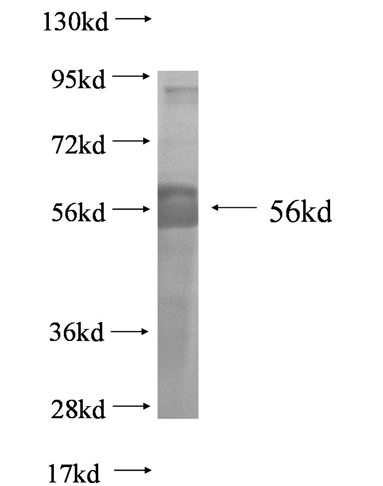 Angptl4 fusion protein Ag0543 SDS-PAGE