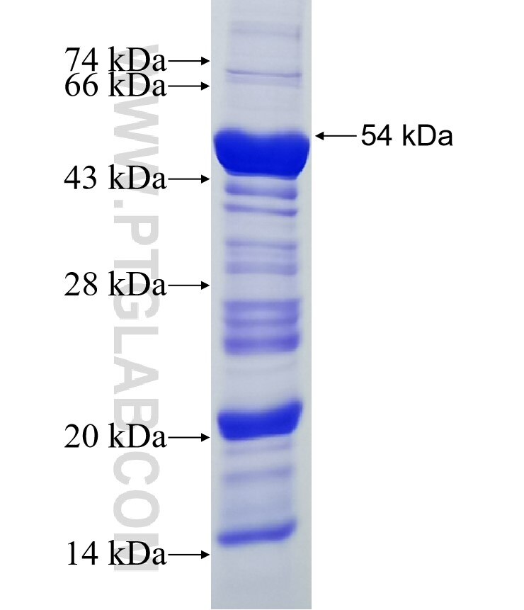 Angptl4 fusion protein Ag0543 SDS-PAGE