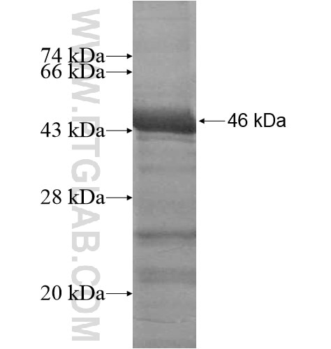 Angptl4 fusion protein Ag14117 SDS-PAGE