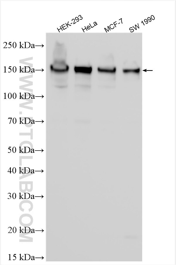 WB analysis using 34707-1-AP Western Blot (WB) analysis of various lysates using Anillin Polyclonal antibody (34707-1-AP)