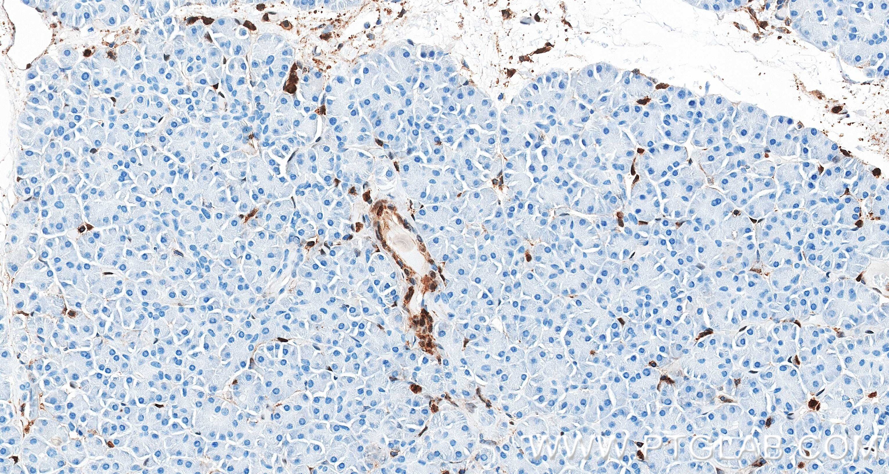 IHC staining of human pancreas using 87316-3-RR Immunohistochemistry (IHC) staining of human pancreas tissue using Annexin A1 Recombinant monoclonal antibody (87316-3-RR)