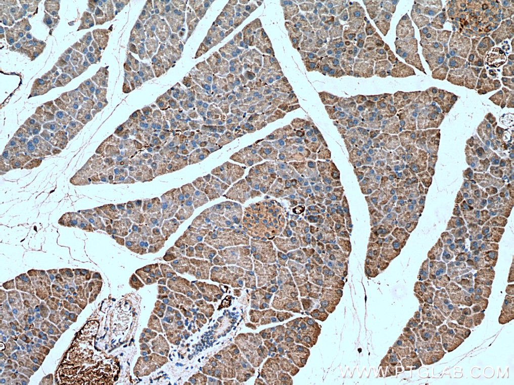 Immunohistochemistry (IHC) staining of mouse pancreas tissue using Annexin A10 Monoclonal antibody (66869-1-Ig)