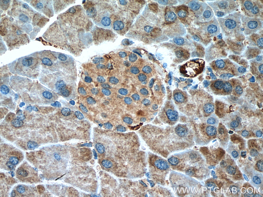 Immunohistochemistry (IHC) staining of mouse pancreas tissue using Annexin A10 Monoclonal antibody (66869-1-Ig)