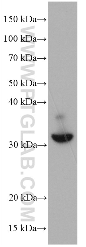 Western Blot (WB) analysis of HT-29 cells using Annexin A10 Monoclonal antibody (66869-1-Ig)