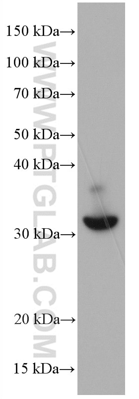 WB analysis of HT-29 using 66869-1-Ig