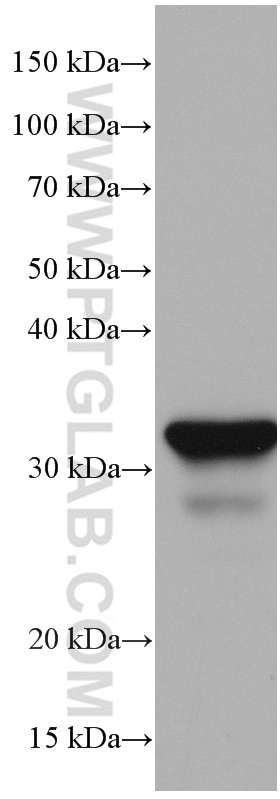 Western Blot (WB) analysis of pig stomach tissue using Annexin A10 Monoclonal antibody (66869-1-Ig)