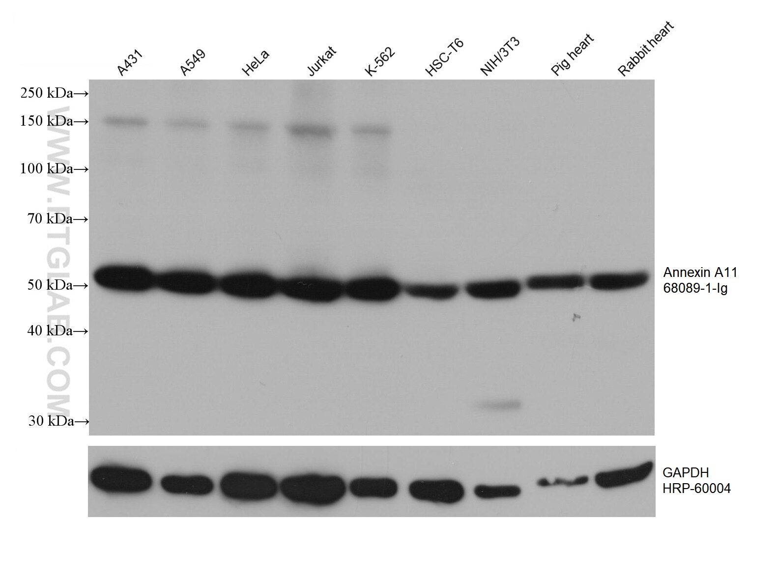 Western Blot (WB) analysis of various lysates using Annexin A11 Monoclonal antibody (68089-1-Ig)