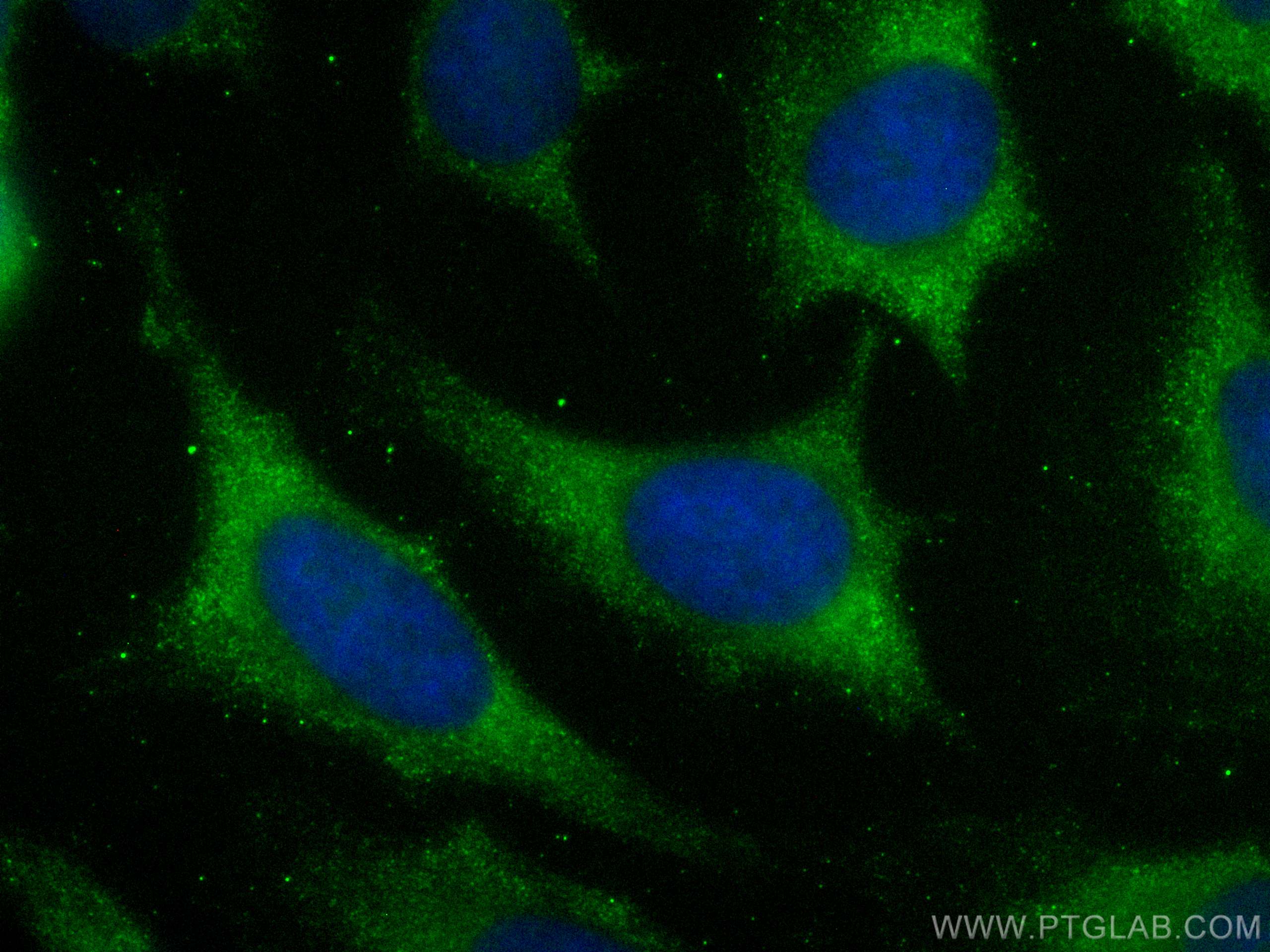 Immunofluorescence (IF) / fluorescent staining of HeLa cells using CoraLite® Plus 488-conjugated Annexin A11 Monoclon (CL488-68089)