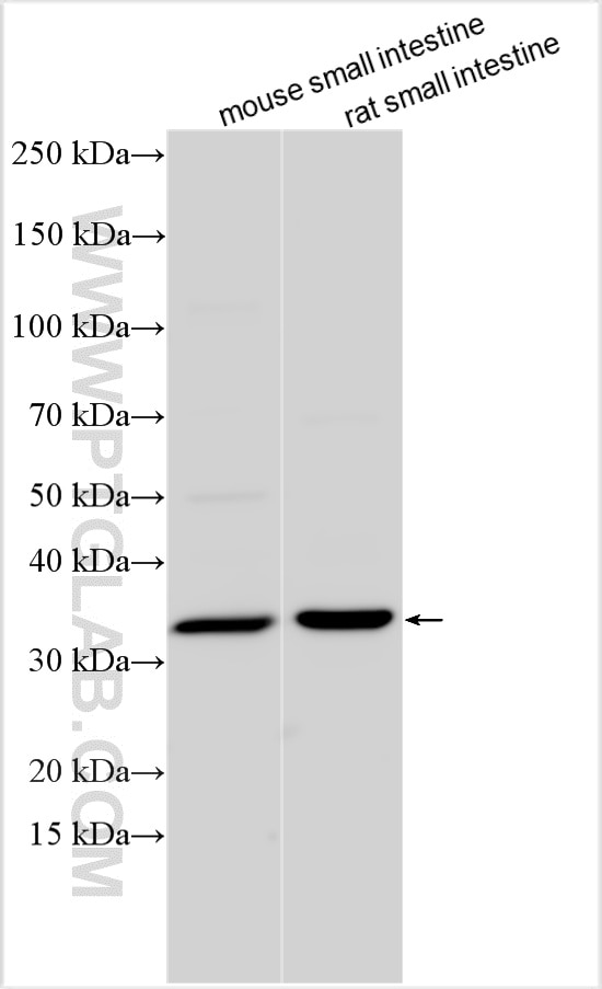 Western Blot (WB) analysis of various lysates using Annexin A13 Polyclonal antibody (25153-1-AP)