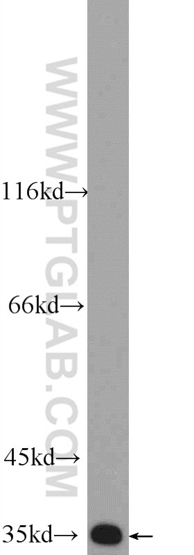 Western Blot (WB) analysis of mouse small intestine tissue using Annexin A13 Polyclonal antibody (25153-1-AP)