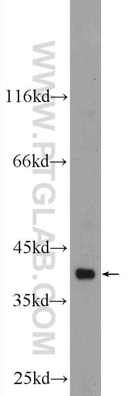 Western Blot (WB) analysis of mouse skeletal muscle tissue using Annexin A13 Polyclonal antibody (25153-1-AP)