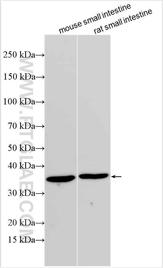 Western Blot (WB) analysis of various lysates using Annexin A13 Recombinant antibody (85955-1-RR)