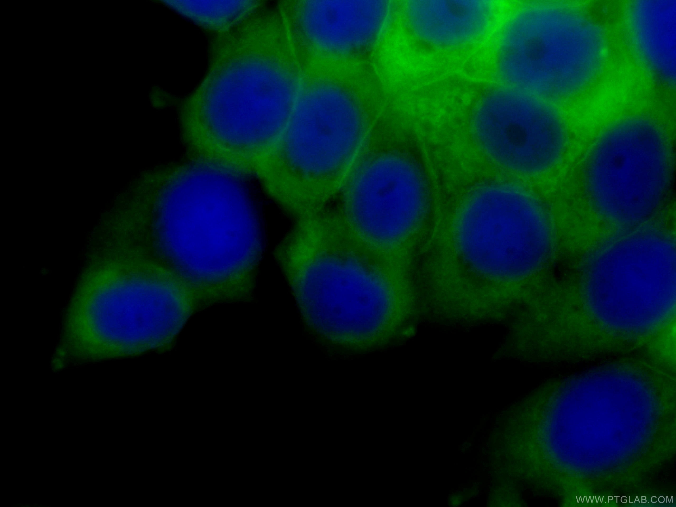 Immunofluorescence (IF) / fluorescent staining of MCF-7 cells using CoraLite® Plus 488-conjugated Annexin A2 Monoclona (CL488-60051)
