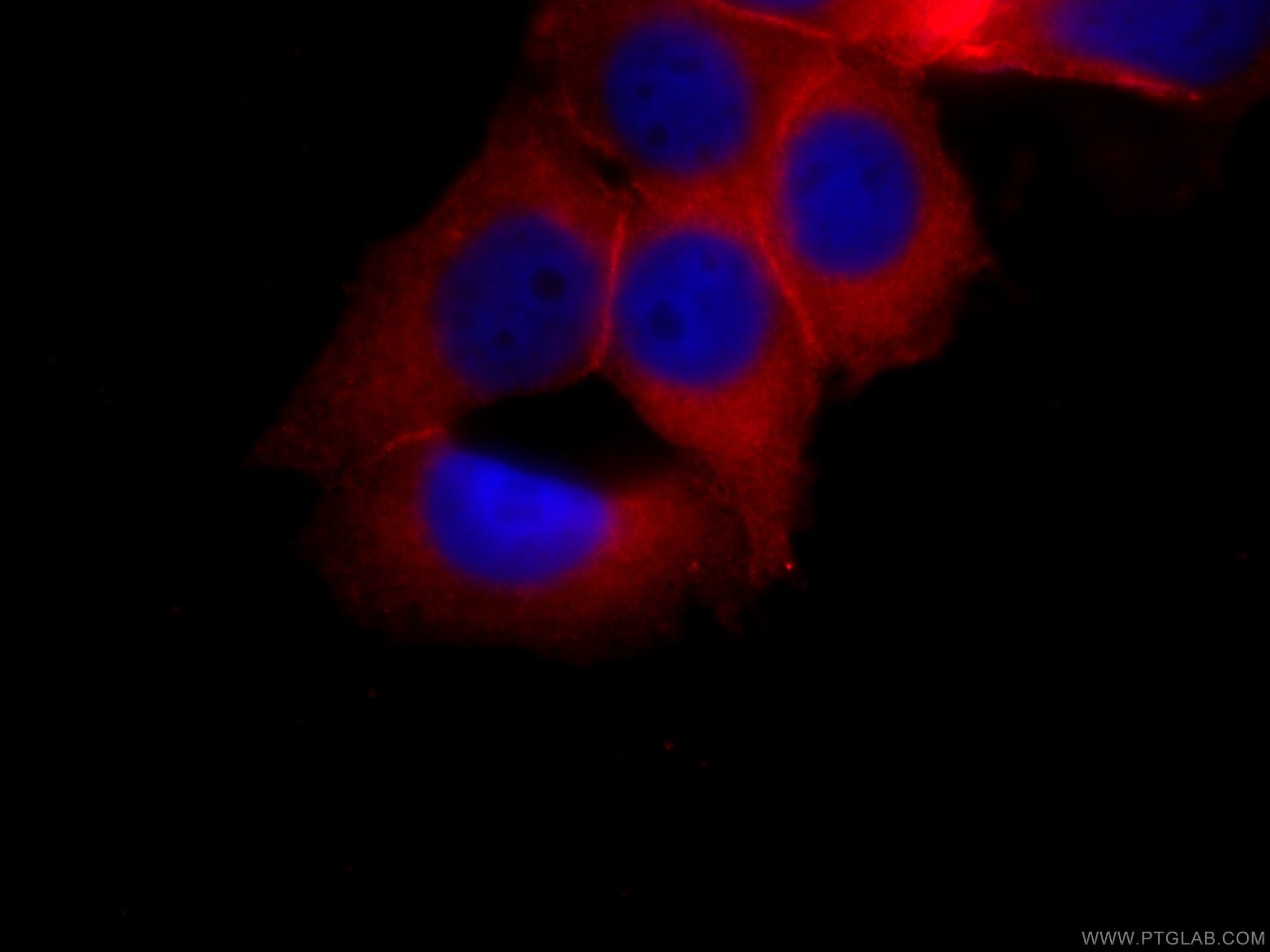Immunofluorescence (IF) / fluorescent staining of MCF-7 cells using CoraLite®594-conjugated Annexin A2 Monoclonal anti (CL594-60051)