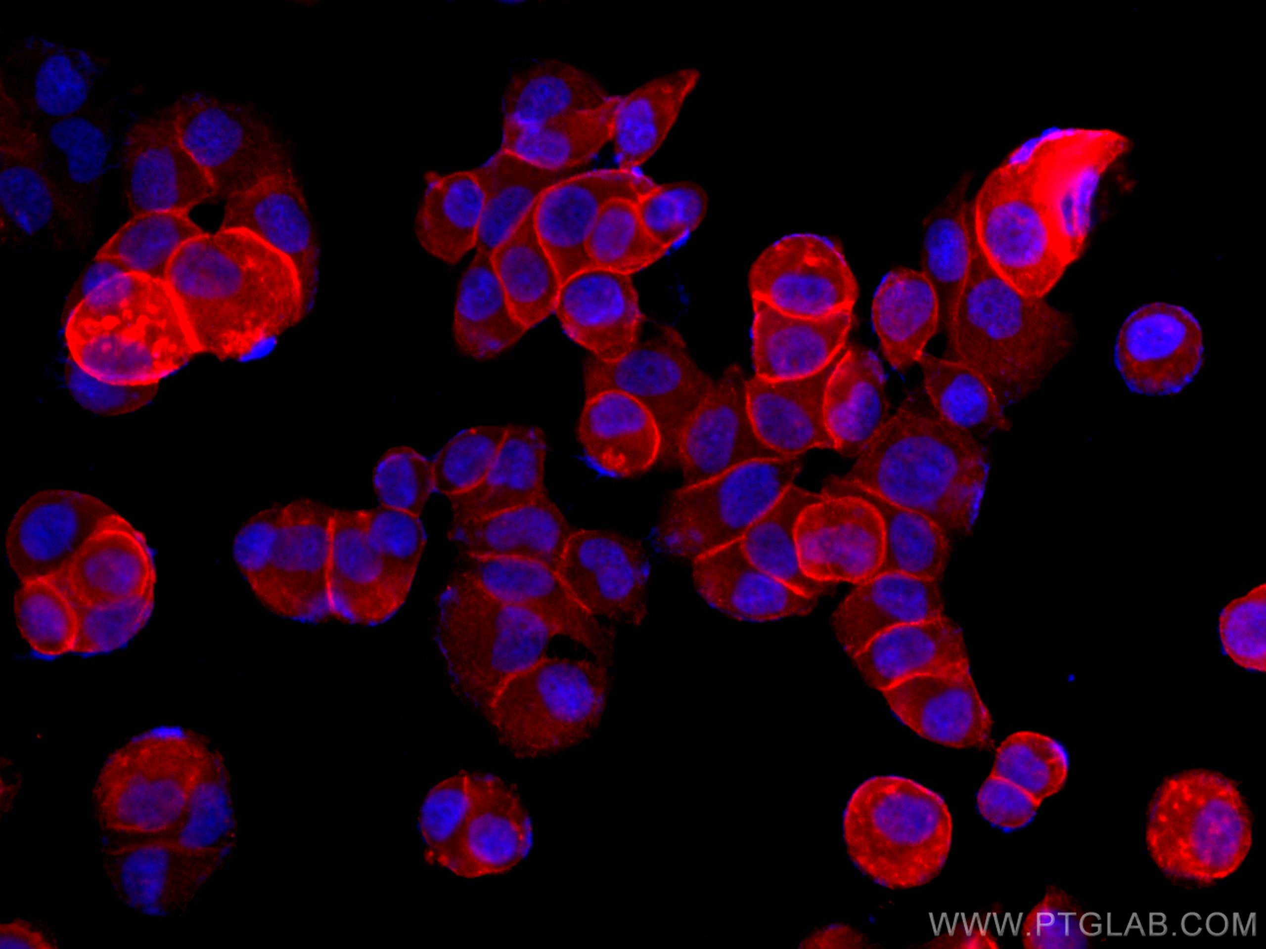 Immunofluorescence (IF) / fluorescent staining of T-47D cells using CoraLite®594-conjugated Annexin A2 Monoclonal anti (CL594-66035)