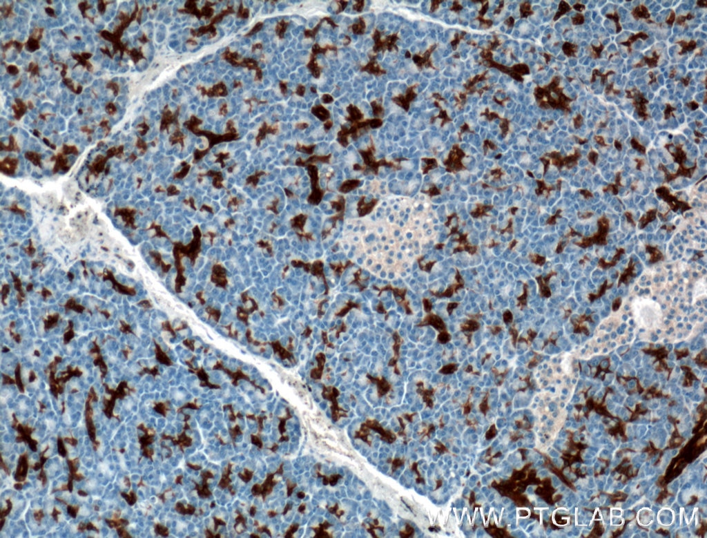 Immunohistochemistry (IHC) staining of human pancreas tissue using Annexin A3 Monoclonal antibody (66405-1-Ig)