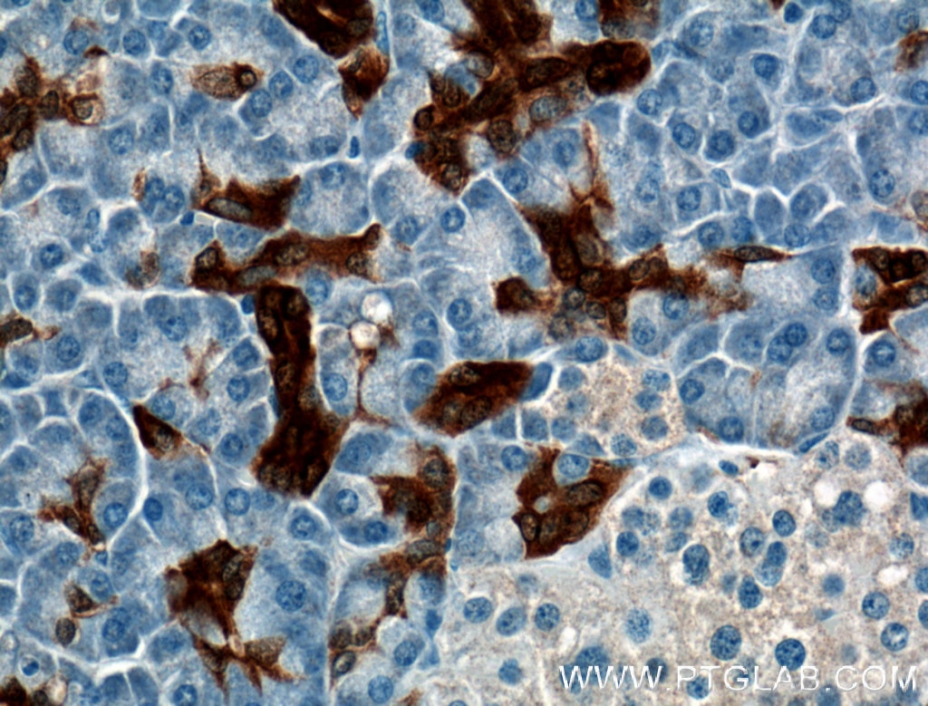 Immunohistochemistry (IHC) staining of human pancreas tissue using Annexin A3 Monoclonal antibody (66405-1-Ig)