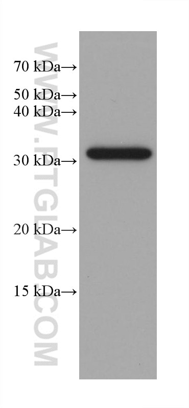 Western Blot (WB) analysis of Caco-2 cells using Annexin A3 Monoclonal antibody (66405-1-Ig)