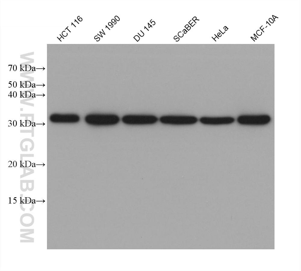 Western Blot (WB) analysis of various lysates using Annexin A3 Monoclonal antibody (66405-1-Ig)