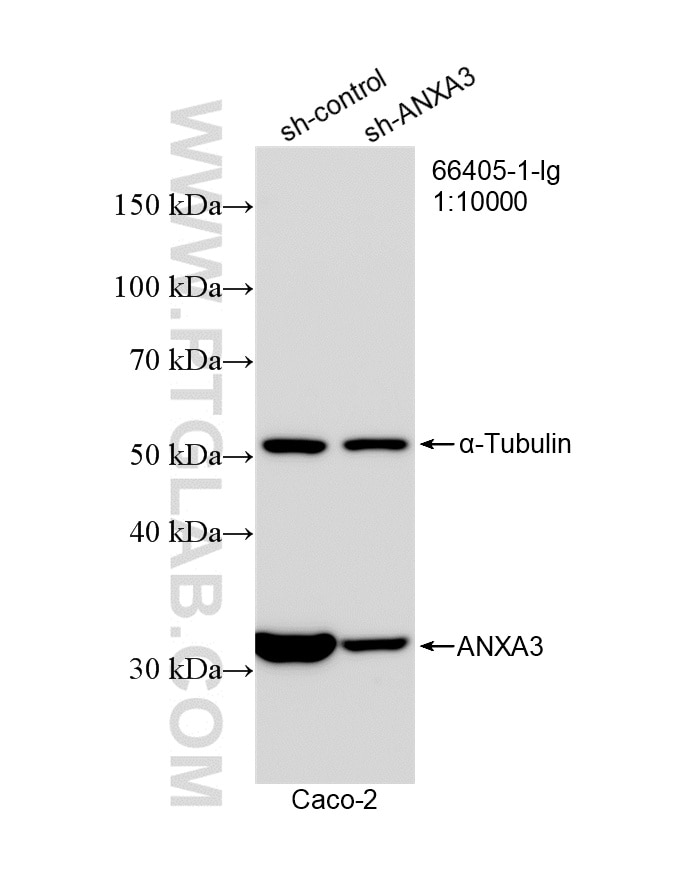 Western Blot (WB) analysis of Caco-2 cells using Annexin A3 Monoclonal antibody (66405-1-Ig)