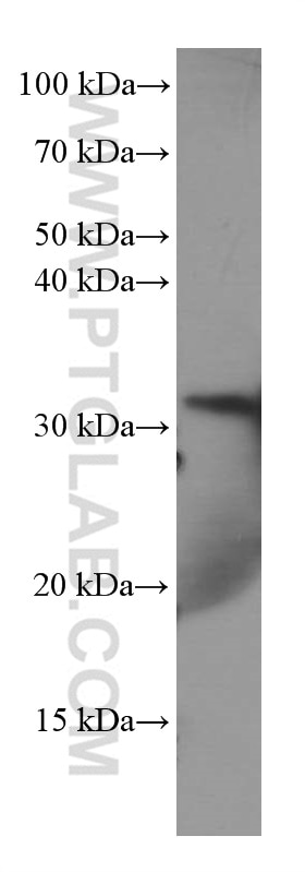 Western Blot (WB) analysis of HEK-293 cells using Annexin A3 Monoclonal antibody (66405-1-Ig)