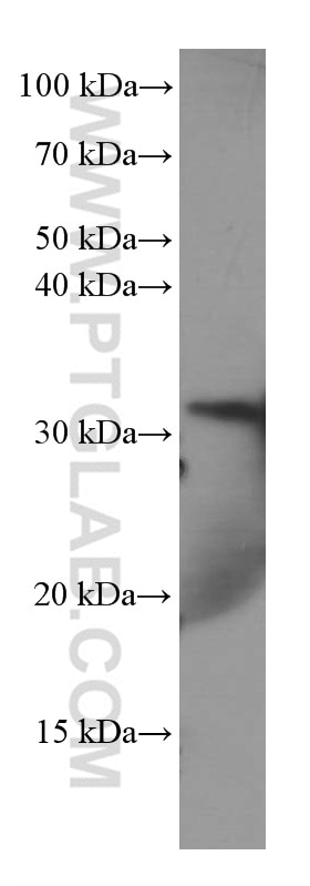 WB analysis of HEK-293 using 66405-1-Ig