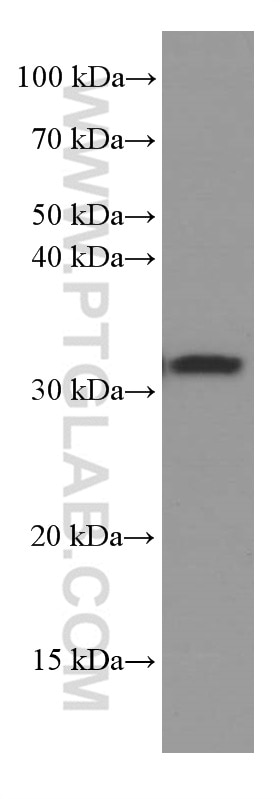 Western Blot (WB) analysis of L02 cells using Annexin A3 Monoclonal antibody (66405-1-Ig)